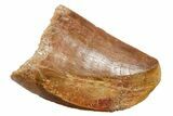 Serrated, Carcharodontosaurus Tooth - Feeding Worn Tip #351627-1